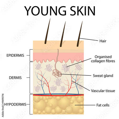 Visual representation of young skin.