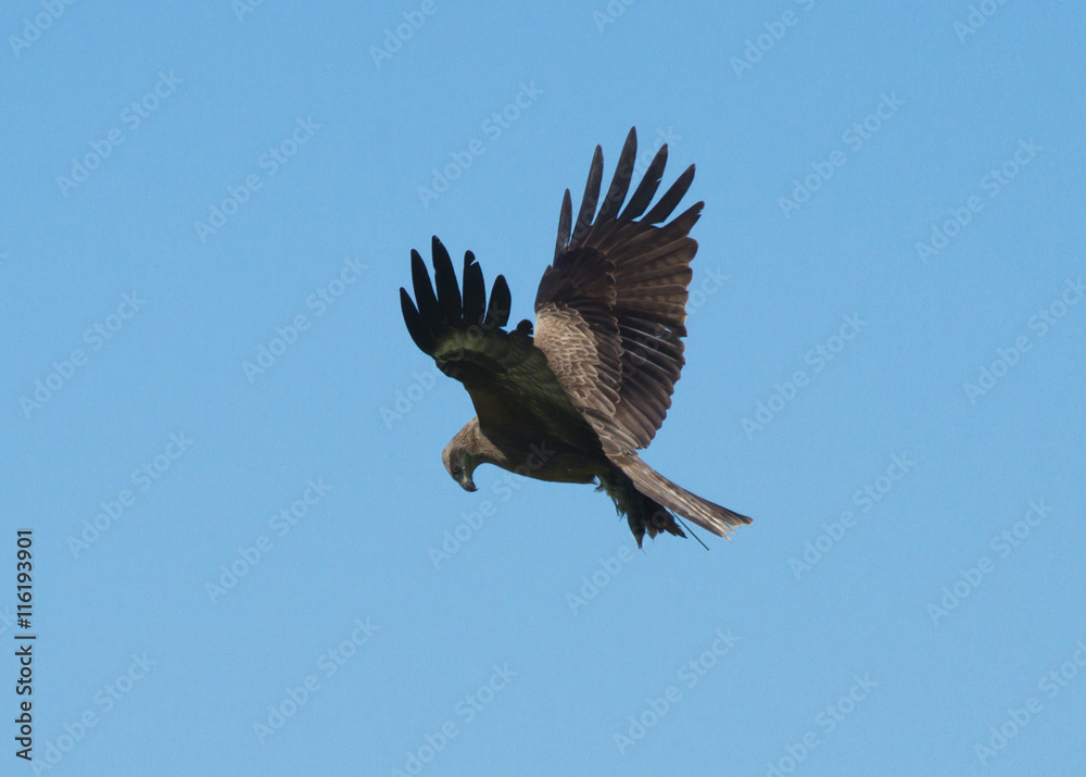 Fototapeta premium Red Kite (Milvus Milvus) in flight 