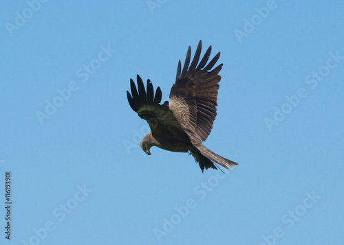 Red Kite (Milvus Milvus) in flight 