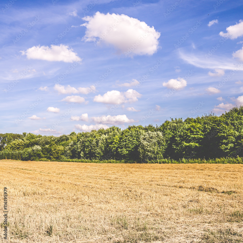 Abgeerntetes Feld