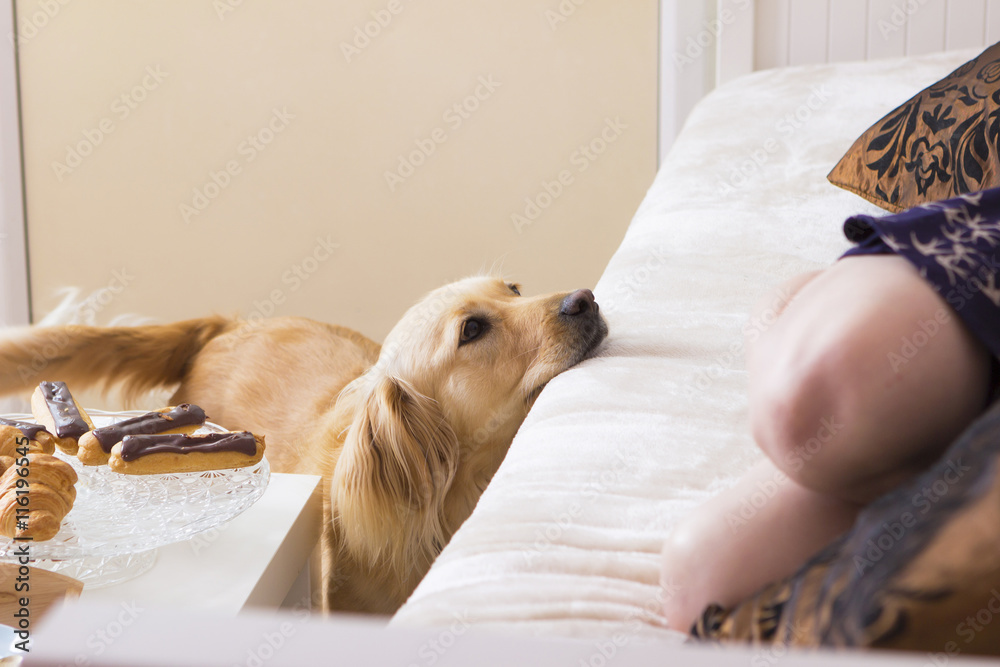 Obraz premium Spoiled golden retriever asking for food