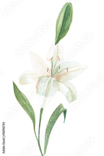 260_White lily watercolor illustration © soolima