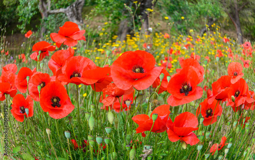 Fototapeta Naklejka Na Ścianę i Meble -  Beautiful background with red poppy flowers on countryside field, in summer season
