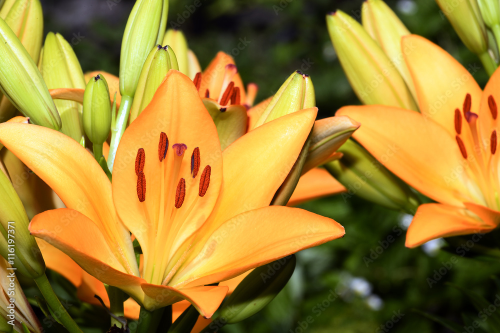 Fototapeta premium Flowering ornamental yellow lily in the garden closeup