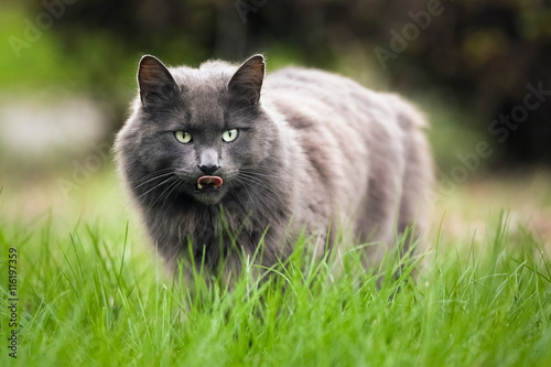 Obraz na plátne Cat