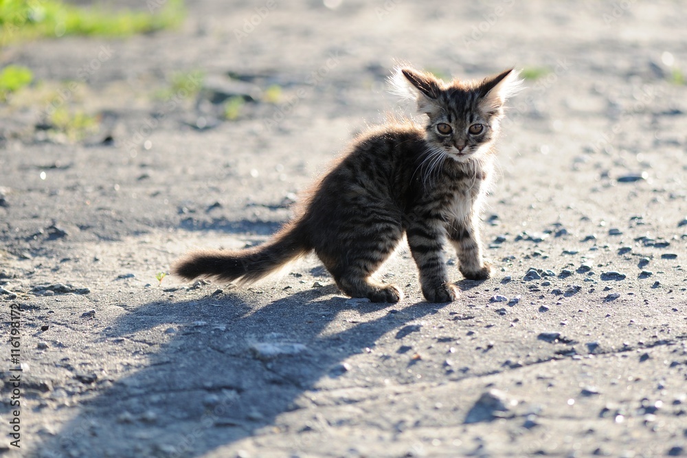 Frightened lonely tabby little kitten Frightened lonely tabby little kitten