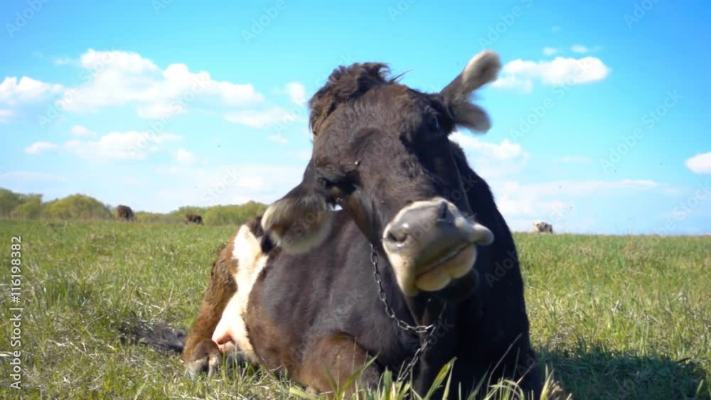 A cow lies on a grass of the field near forest and waving ears to drive ...