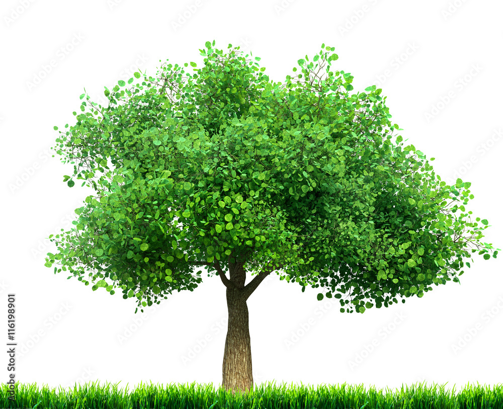 Naklejka ilustracja drzewa i trawy 3D