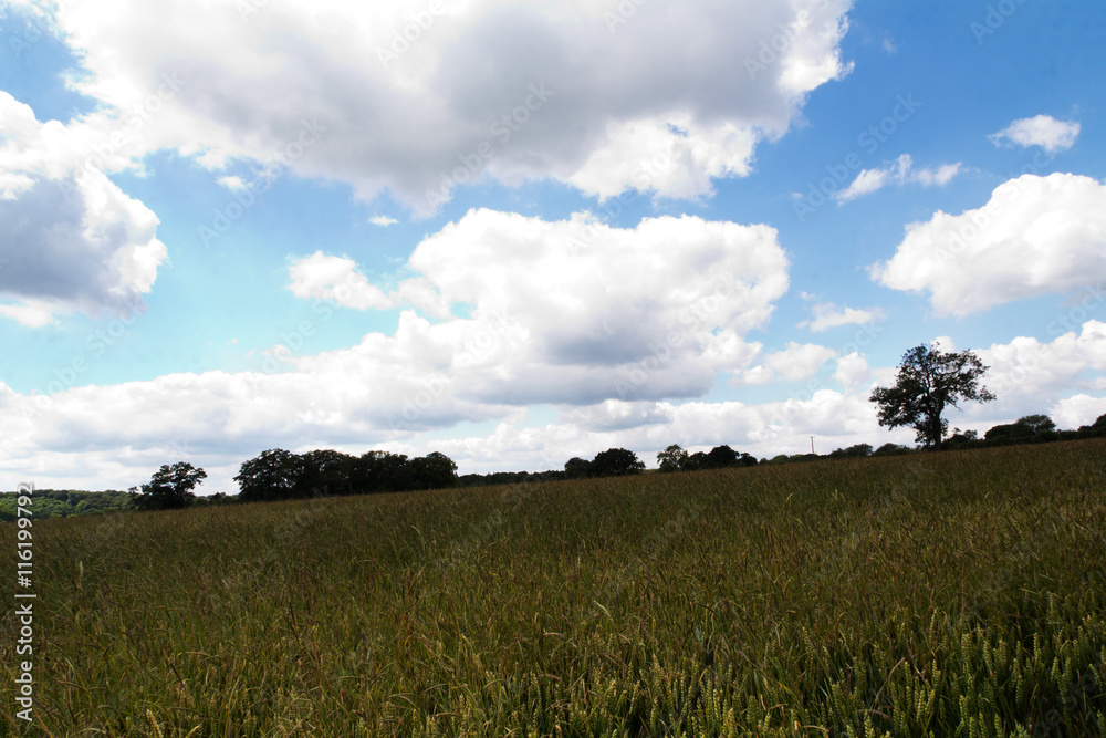 Fototapeta premium Wheat growing in a field in the Chilterns