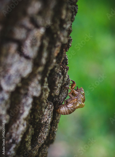 Cicada Shell on Tree © jenngarcia