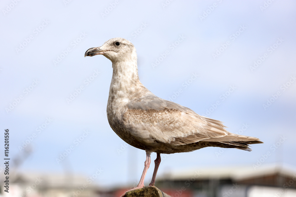 Seagull at bench Seagull at bench