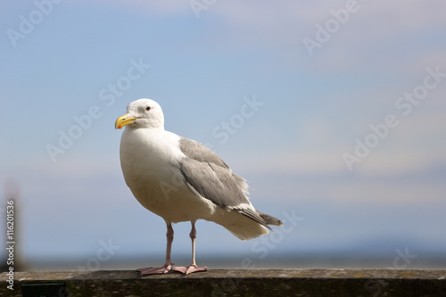 Seagull at bench