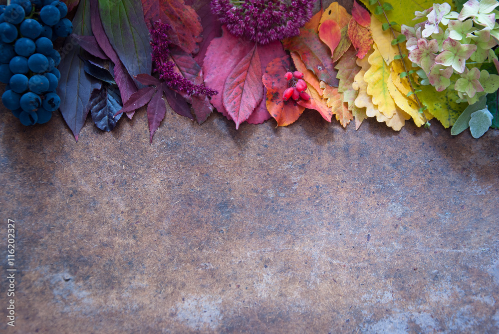 Obraz premium Autumn leaves and berries