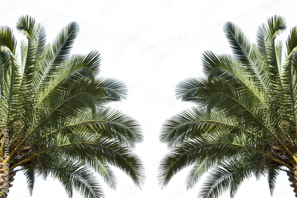 Fototapeta premium Zwei Palmen seitlich Freisteller