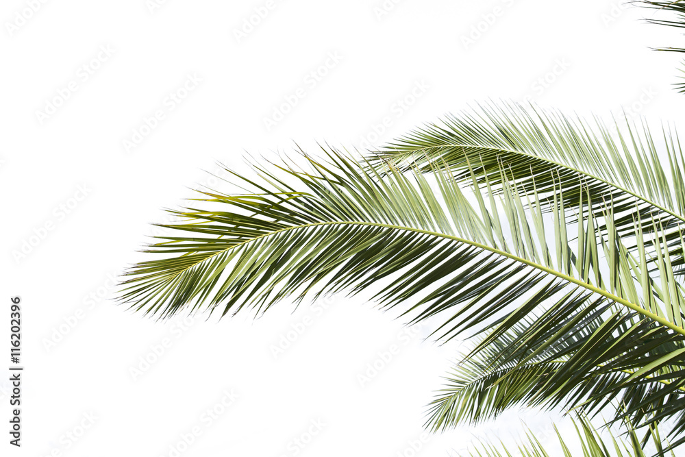 Palmenblatt Freisteller Palmenblatt Freisteller