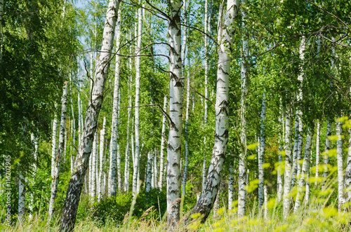Fototapeta Naklejka Na Ścianę i Meble -  lush foliage of summer birch