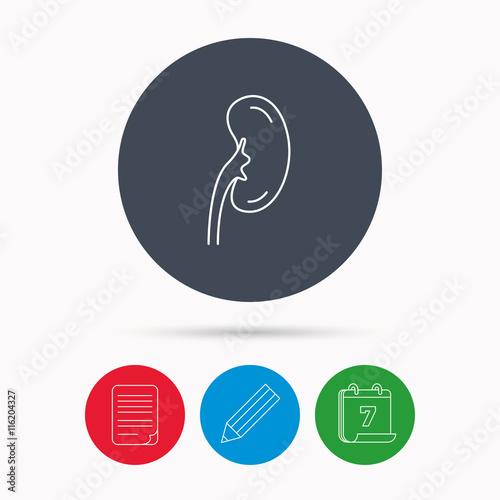 Kidney icon. Transplantation organ sign.
