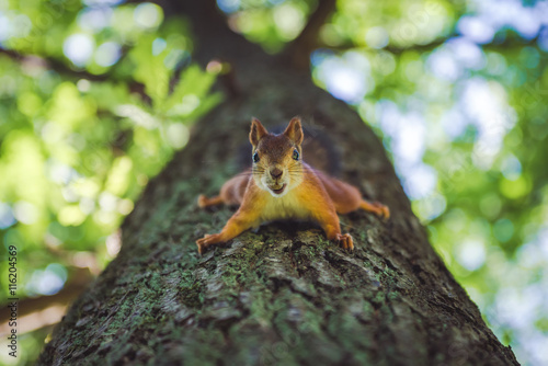 Squirrel on tree with nut