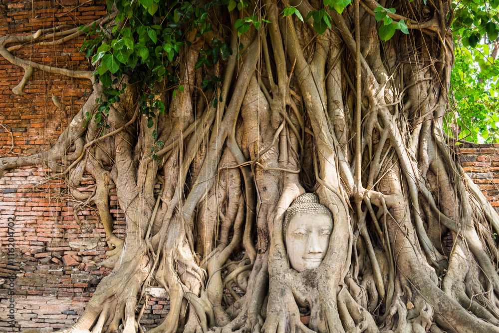 Fototapeta premium Buddha head statue inside the bodhi tree