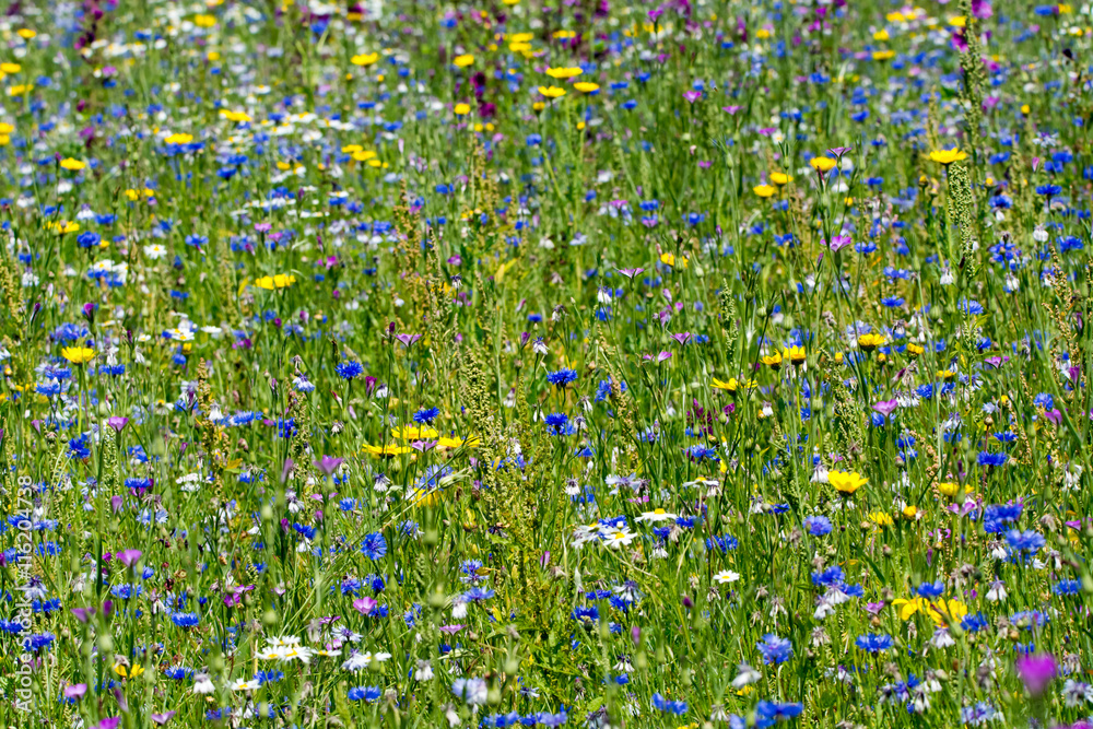 Fototapeta premium Colorful summer meadow with wild flowers