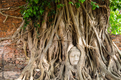 Buddha head statue inside the bodhi tree photo