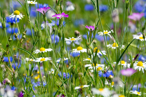 Fototapeta Naklejka Na Ścianę i Meble -  Colorful summer meadow with wild flowers