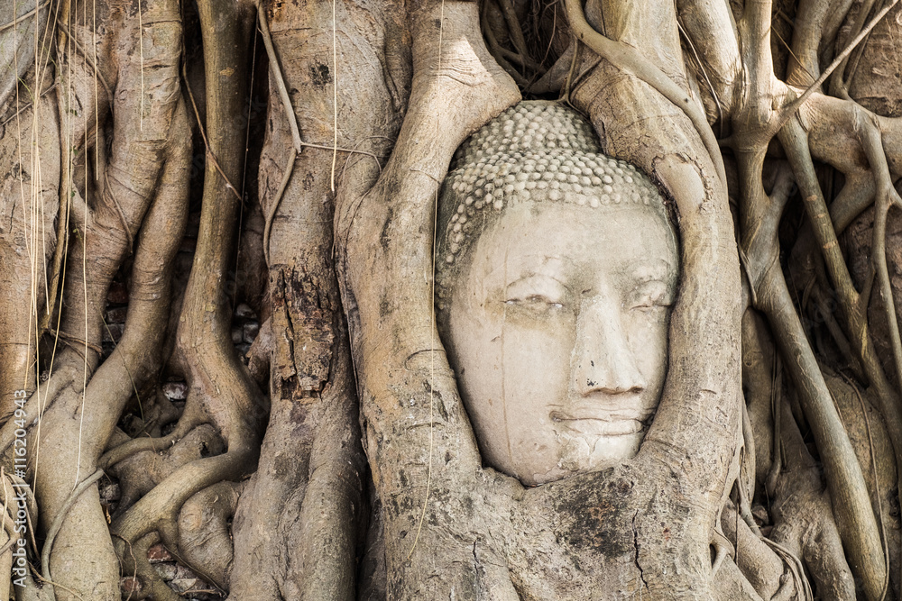 Buddha head statue inside the bodhi tree