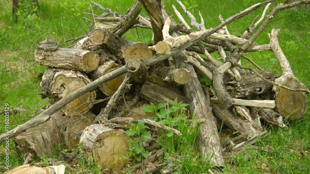 Video 1080p - Big pile of oak wood on the forest Video 1080p - Big pile of oak wood on the forest