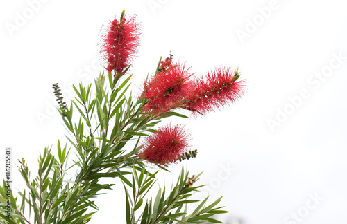 Fototapeta Naklejka Na Ścianę i Meble -  Australian Bottlebrush Red Callistemon Flowers
