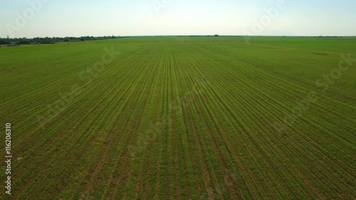 Wallpaper Mural Beautiful 4K AERIAL - In plantation field - going up in the crops Torontodigital.ca