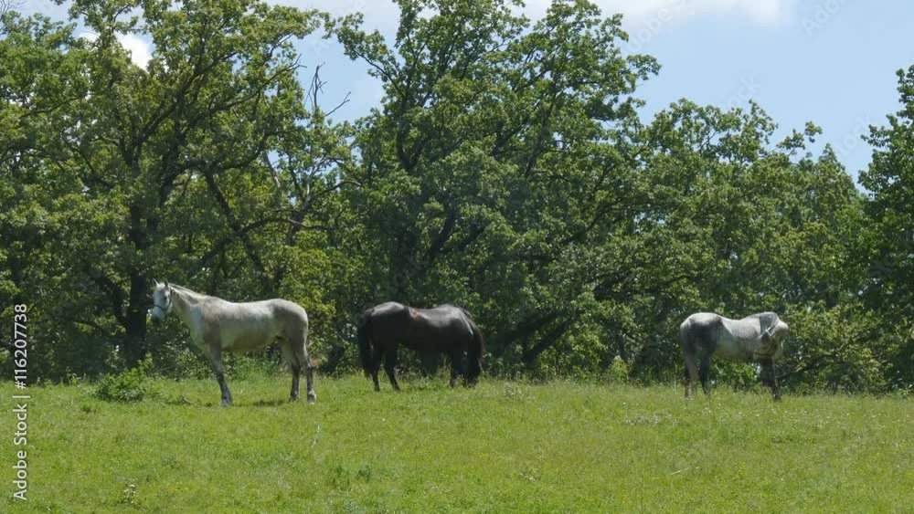Three horses eating grass in a pasture Three horses eating grass in a pasture