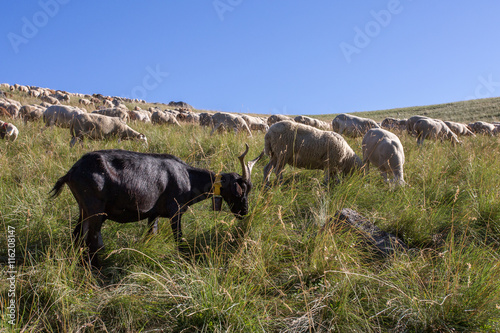 Une chèvre noir au milieu des moutons dans les prairies