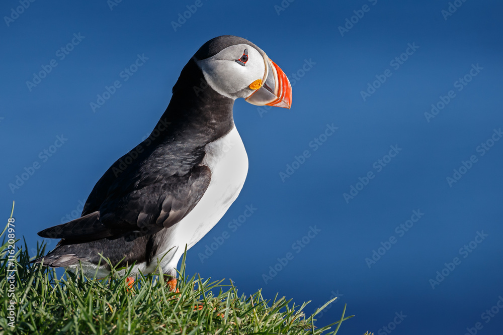 Puffin on the rocks at latrabjarg Iceland on a sunny day.
Puffin on the rocks at latrabjarg Iceland on a sunny day.