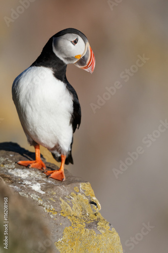 Puffin on the rocks at latrabjarg Iceland on a sunny day.     © Menno Schaefer