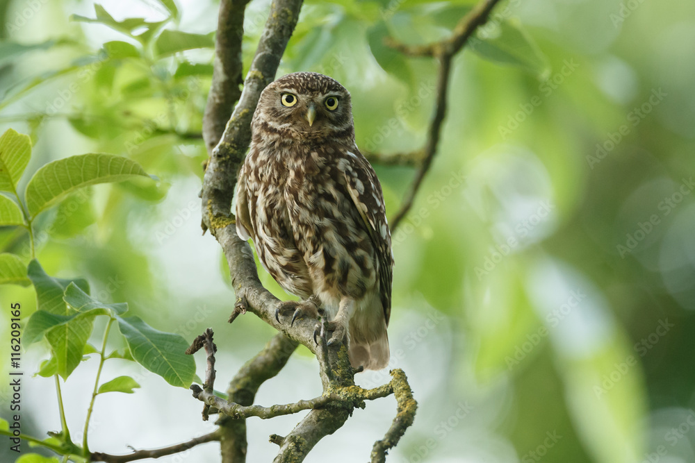 Little owl in last sunlight on a spring day
