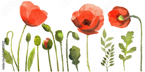 watercolor element of poppy flowers 