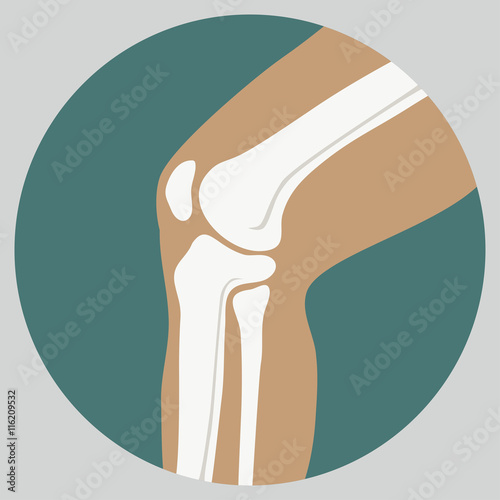 Human knee joint