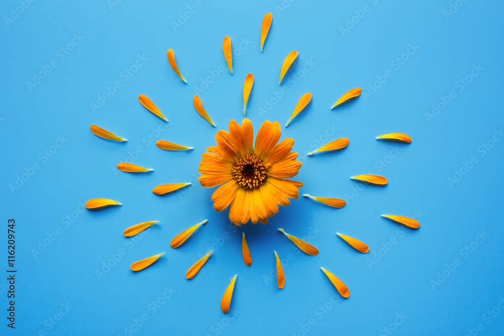 Isolated calendula flower with petals on blue background. Creative photo - obrazy, fototapety, plakaty 