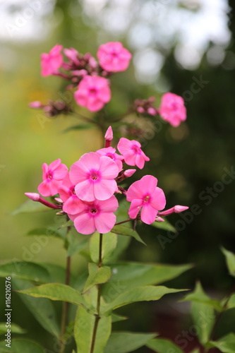 Pink phlox in the garden © helga_sm