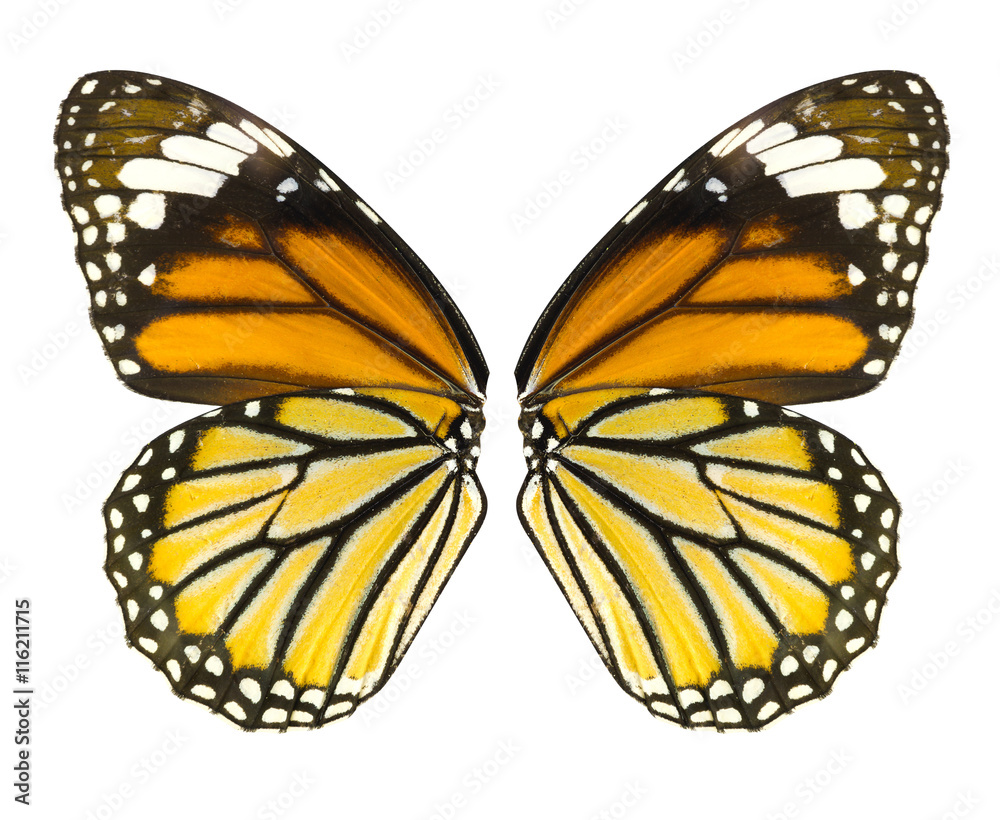 Butterfly wing isolated on white background, common tiger butterfly , Danaus Genutia, monarch butterfly, File contains a clipping path Butterfly wing isolated on white background, common tiger butterfly , Danaus Genutia, monarch butterfly, File contains a clipping path