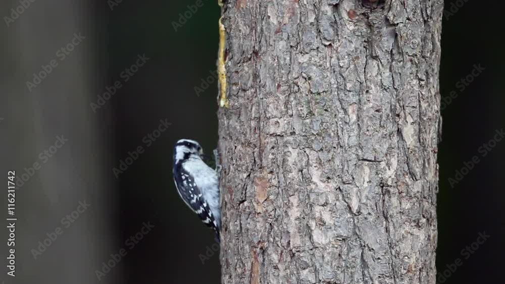 Video of a woodpecker pecking on wooden log. Video of a woodpecker pecking on wooden log.