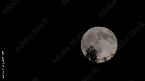 buck moon in July with cicadas crickets and frogs sounds