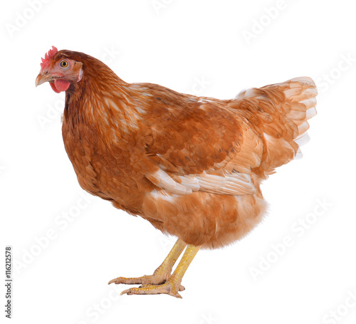 Hen eggs isolated on white background.