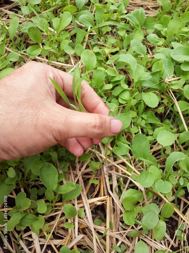 hand pulling grass weed out of garden hand pulling grass weed out of garden