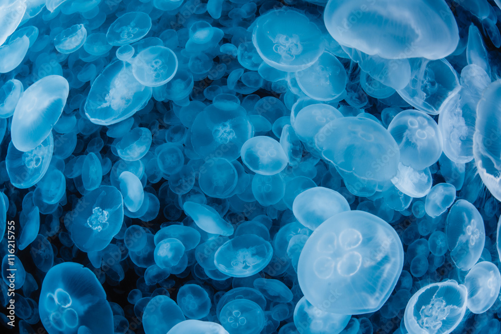 Obraz premium School of Water Jelly