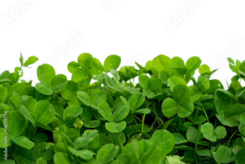 clover with white background, blank place