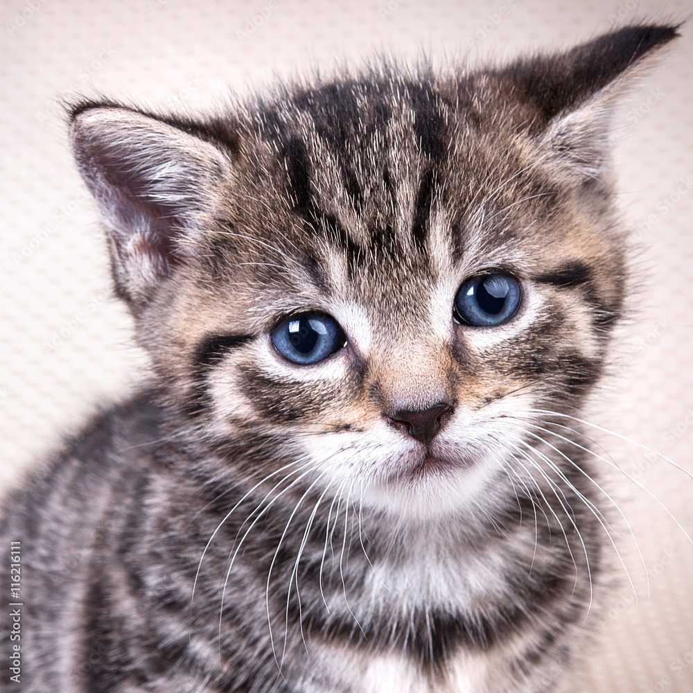 Portret of  cute  kitten with blue eyes