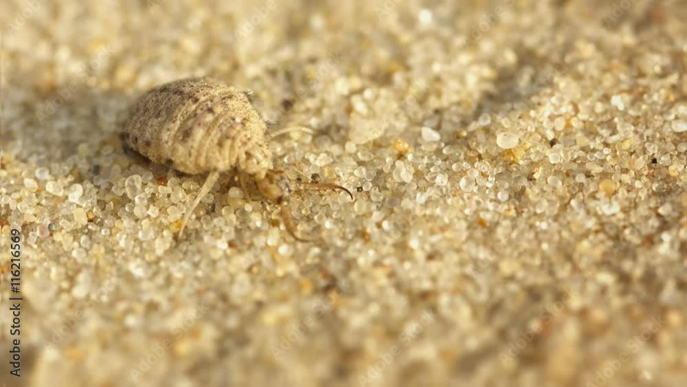 Video 3840x2160 - Antlion larva burrows in the sand - macro Video 3840x2160 - Antlion larva burrows in the sand - macro