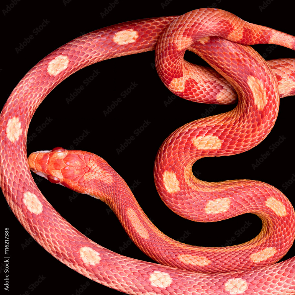 Fototapeta premium Amel Motley Corn snake isolated on black