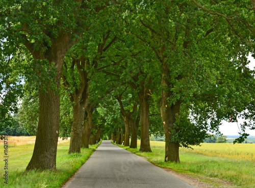 Allee/ Auf beiden Seiten von Bäumen begrenzte Straße oder Weg. 